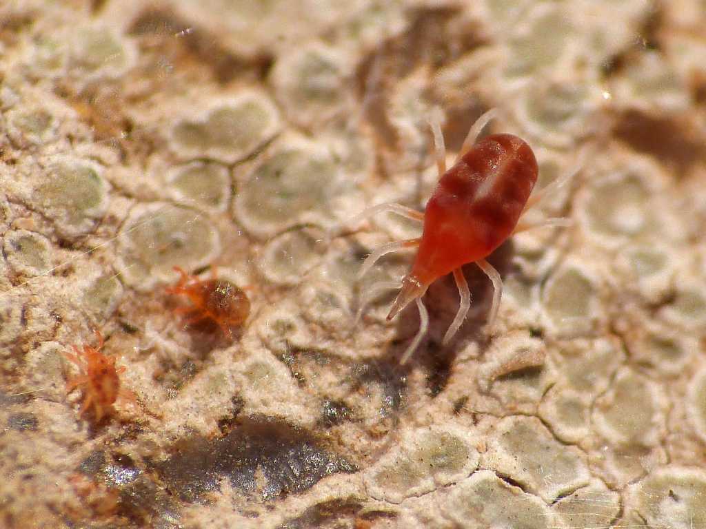 Colonia di Bdellidae? - Tolfa (RM)